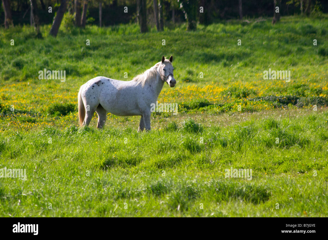 White Horse dai vigneti chateau pey la tour bordeaux francia Foto Stock