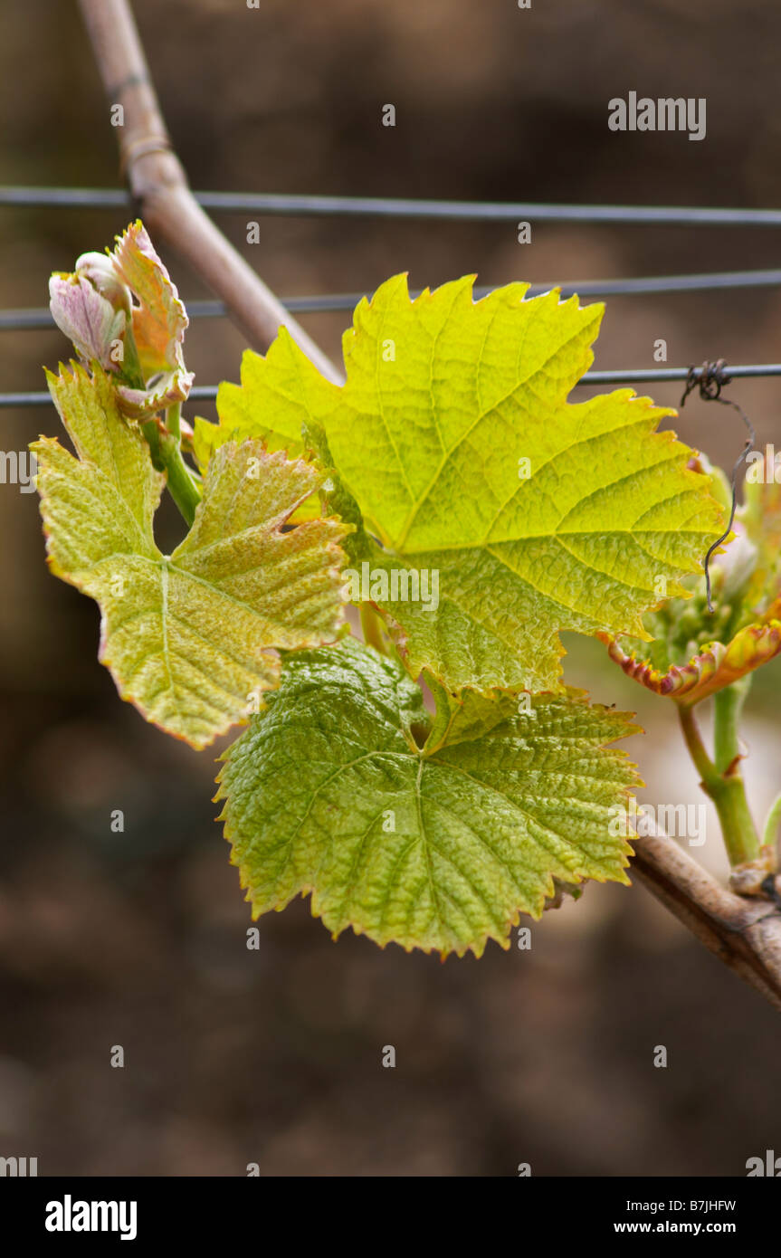 Foglia di vite chateau le boscq st estephe medoc bordeaux francia Foto Stock