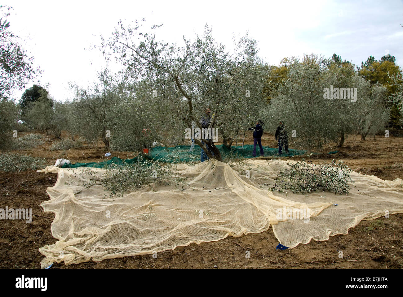 Lavoratori immigrati raccolta delle olive in Toscana Foto Stock