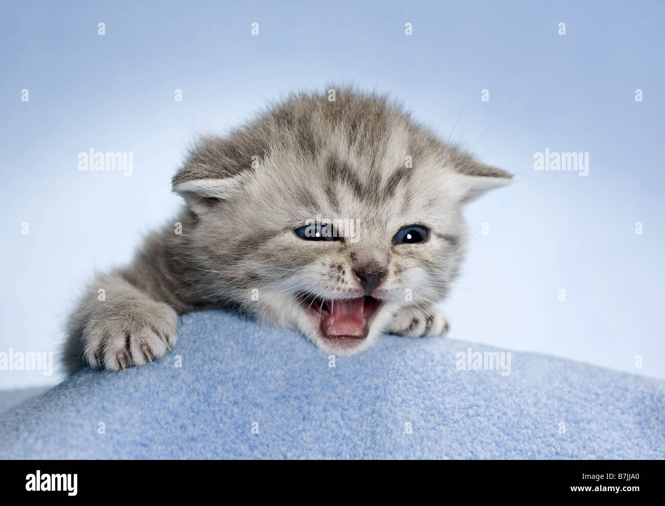 British Shorthair cat - kitten (3 settimane) sulla coperta Foto Stock