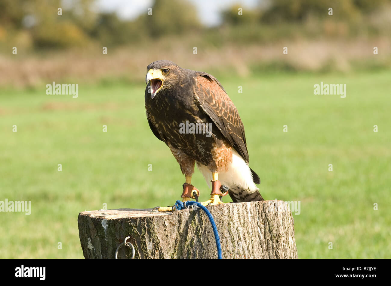 Uccello della preda Foto Stock