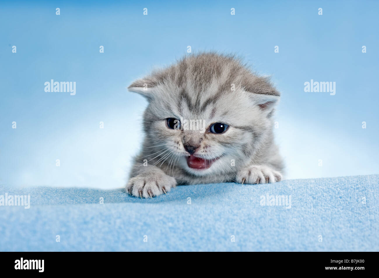 British Shorthair cat - kitten (3 settimane) sulla coperta Foto Stock