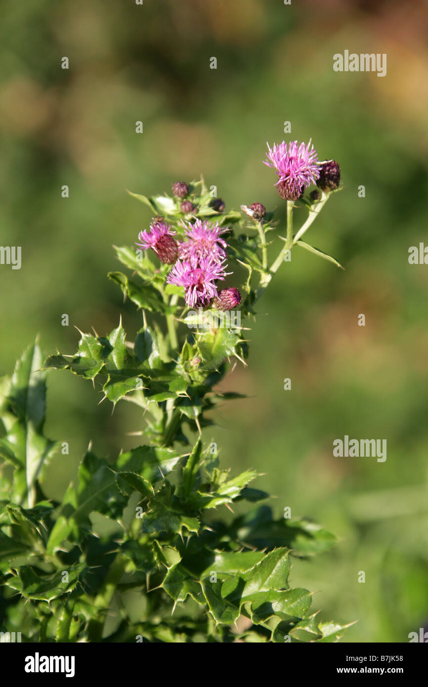 Creeping Thistle Cirsium arvense Asteraceae Foto Stock