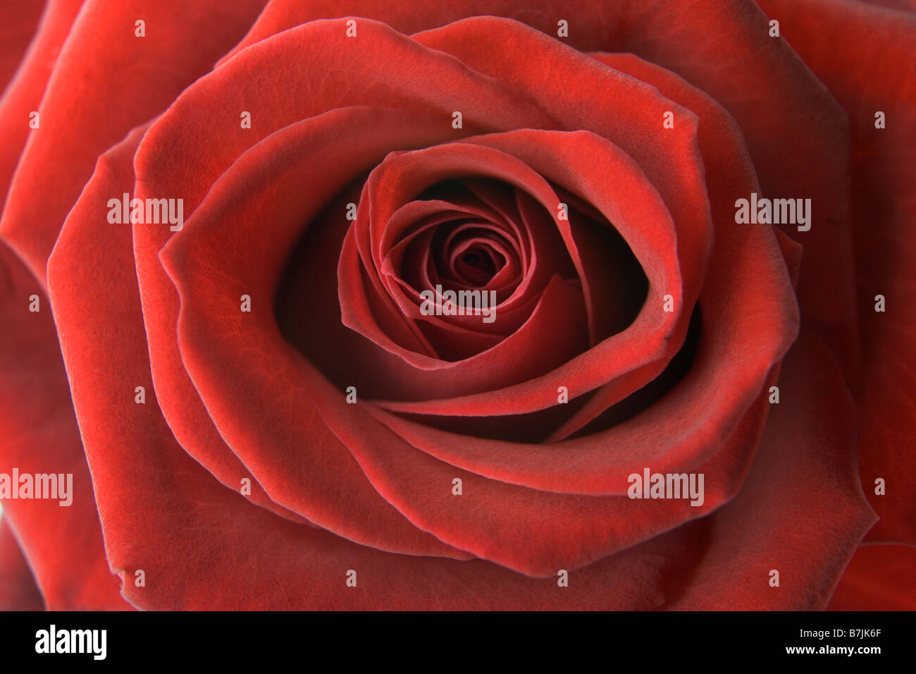 Dettaglio di una rosa rossa Foto Stock