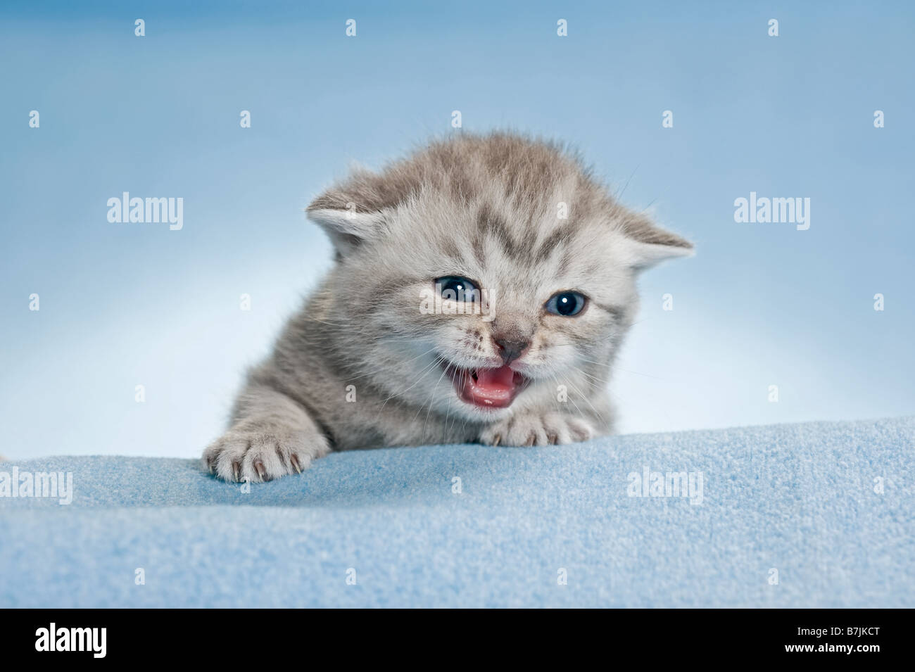 British Shorthair cat - kitten (3 settimane) sulla coperta Foto Stock
