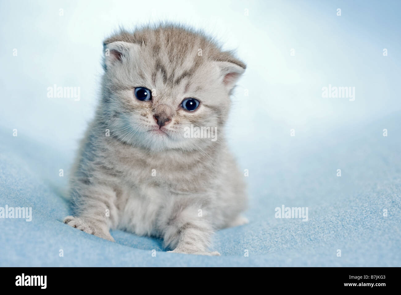 British Shorthair cat - kitten (3 settimane) - seduta Foto Stock
