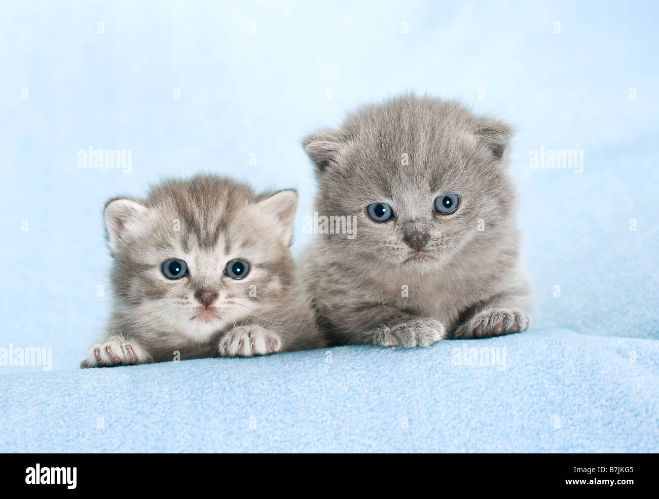 British Shorthair cat - kitten (3 settimane) Foto Stock