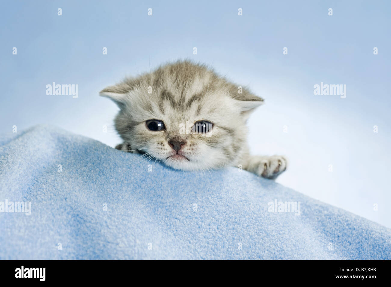 British Shorthair cat - kitten (3 settimane) sulla coperta Foto Stock