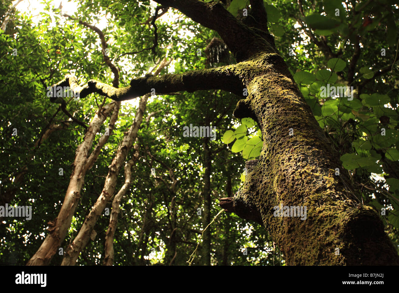 Sun Lit, albero della foresta pluviale di Daintree Foto Stock Sun Lit, albero della foresta pluviale di Daintree Foto Stock