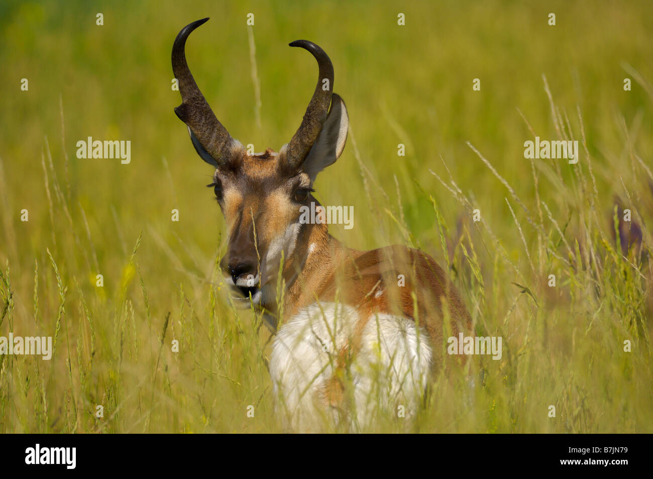 ProPronghorn antilopi di pascolare su buona estate erbe di alta pianura Foto Stock