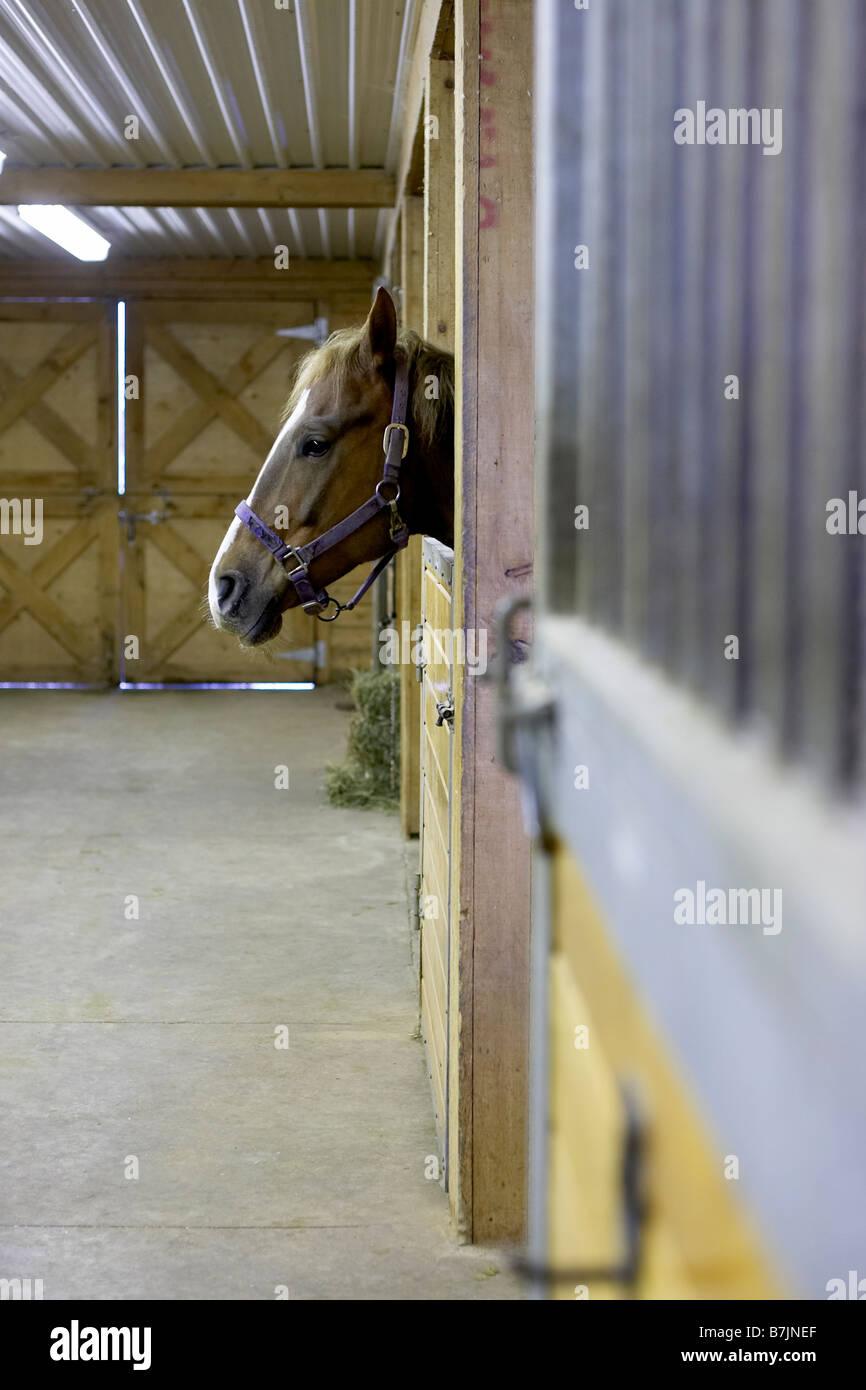 Cavallo guardando fuori della stalla fienile, Canada Ontario Foto Stock