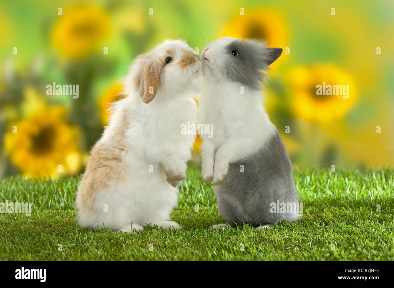 Due conigli nani sul prato, lo sniffing in corrispondenza di ciascun altro Foto Stock