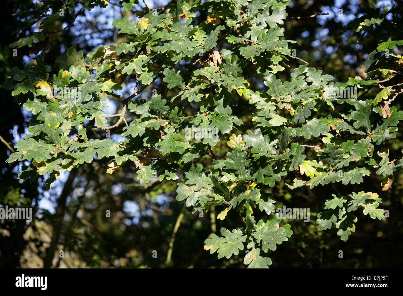 Pedunculate Inglese o foglie di quercia, Quercus robur, Fagaceae Foto Stock