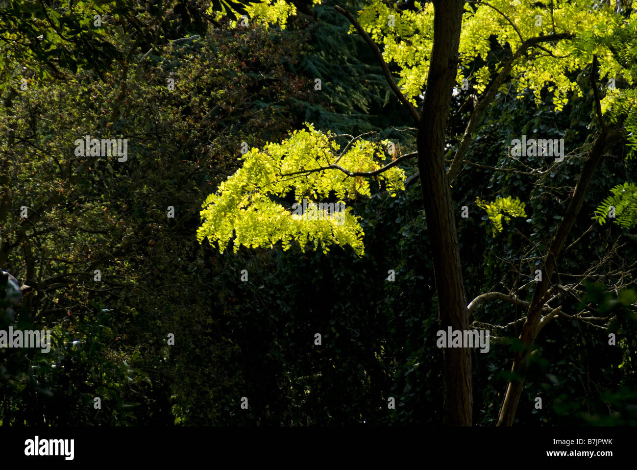 Albero illuminato, Oxford Foto Stock