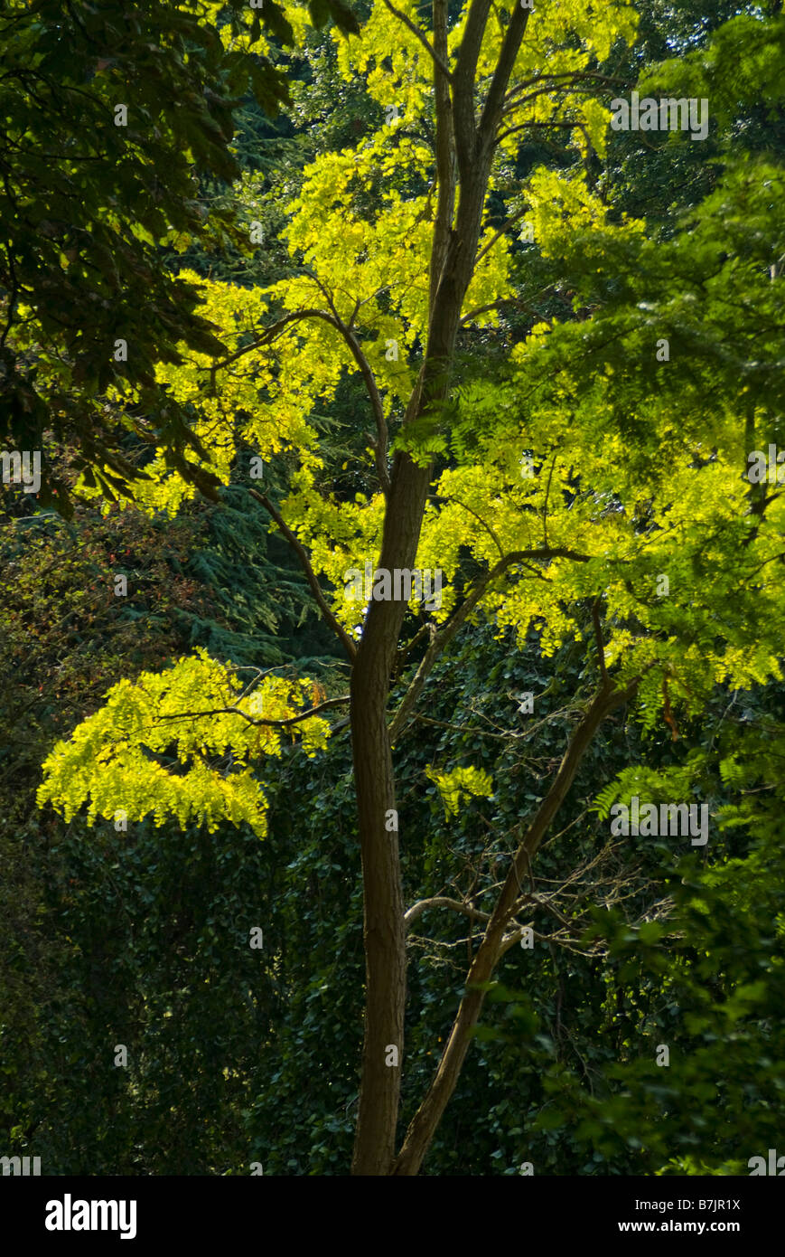 Albero illuminato, Oxford Gardens Foto Stock