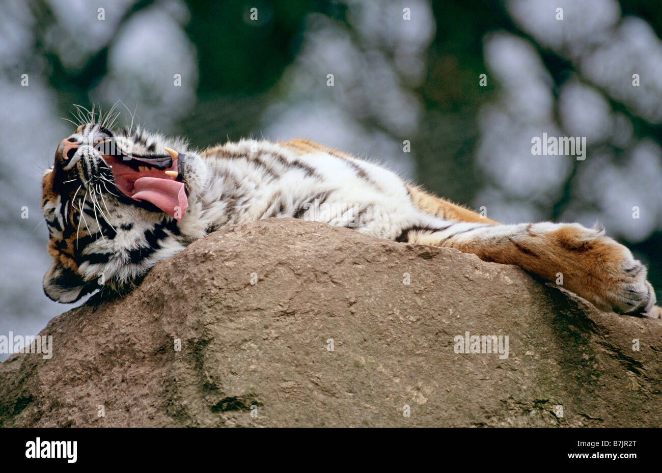 Yawning Tiger, Wildlife Park, Inghilterra Foto Stock
