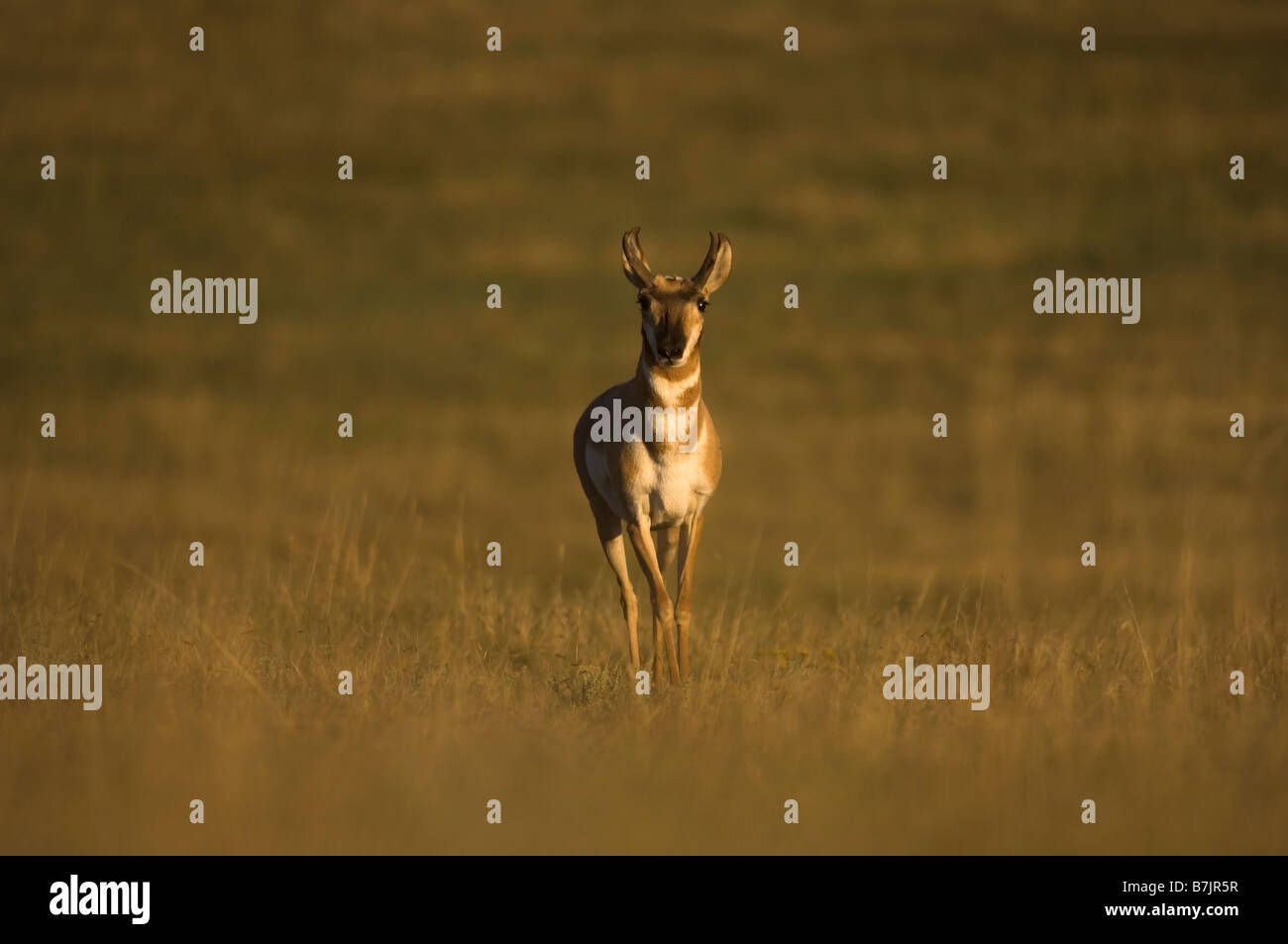 Un vigile pronghorn antelope sulle alte pianure Foto Stock