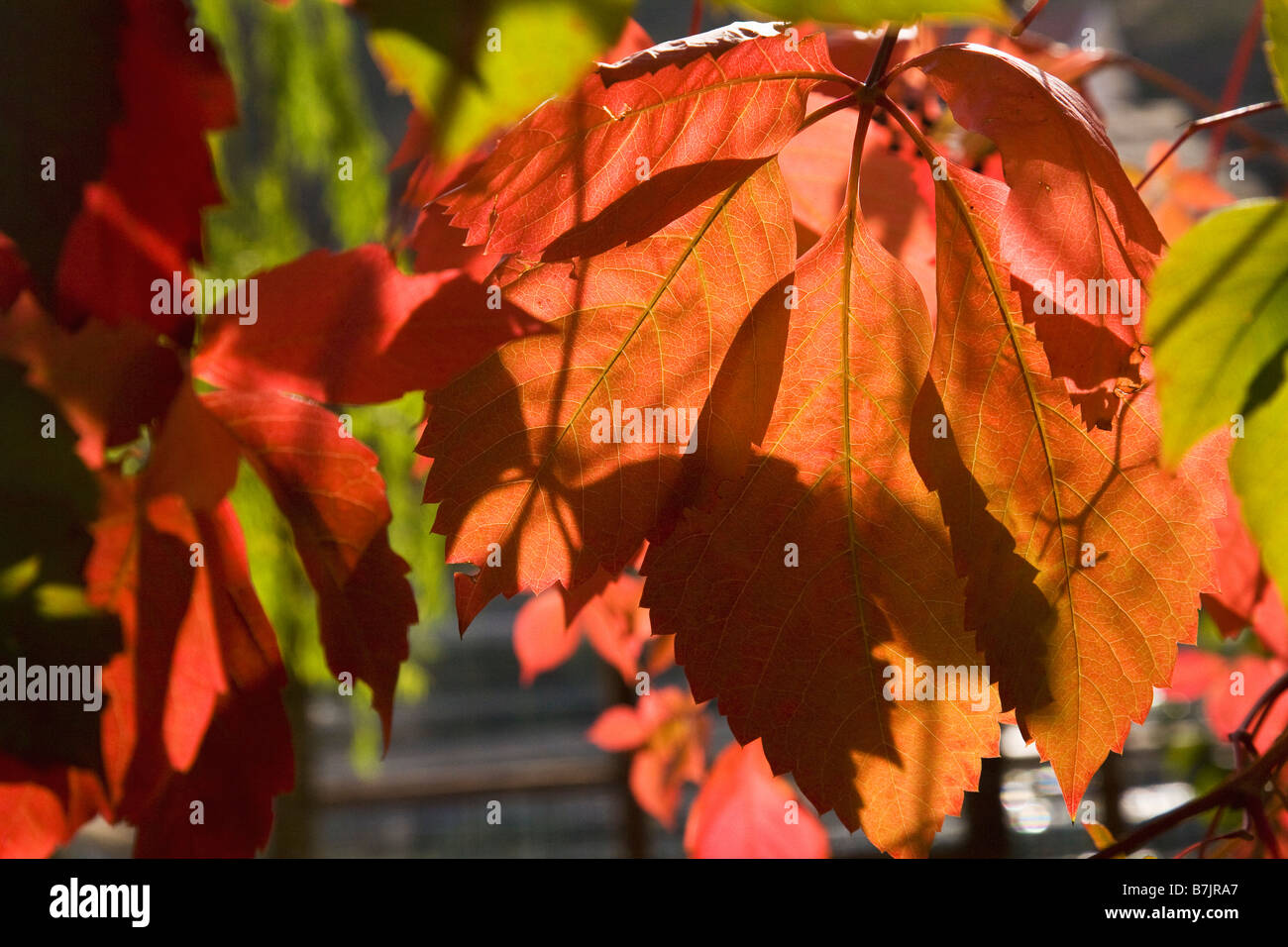 Foglie di autunno autunno colori colori Foto Stock