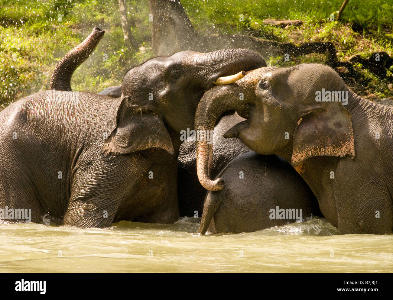 Elefanti di Sumatra un bagno in un fiume Foto Stock