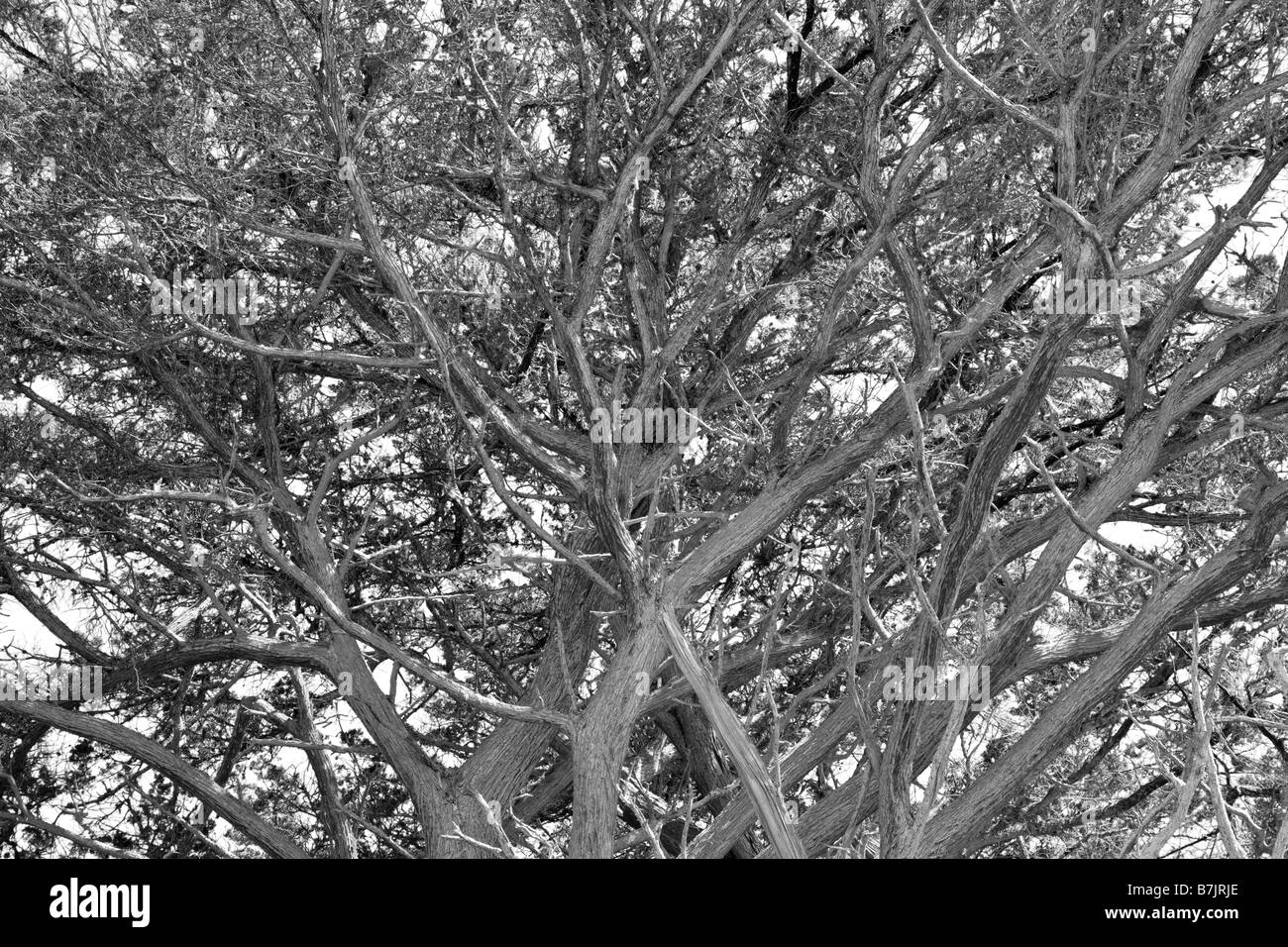 Bianco & Nero vista di Monterey cipresso a Pescadero Point, spiaggia ghiaiosa, Del Monte foresta, penisola di Monterey, California, Stati Uniti d'America Foto Stock