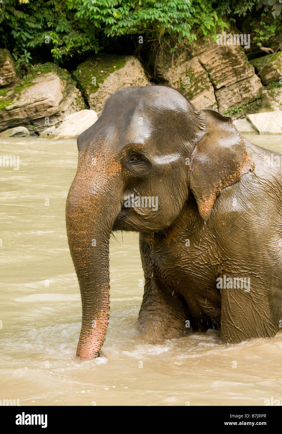 Elefante di Sumatra un bagno in un fiume Foto Stock