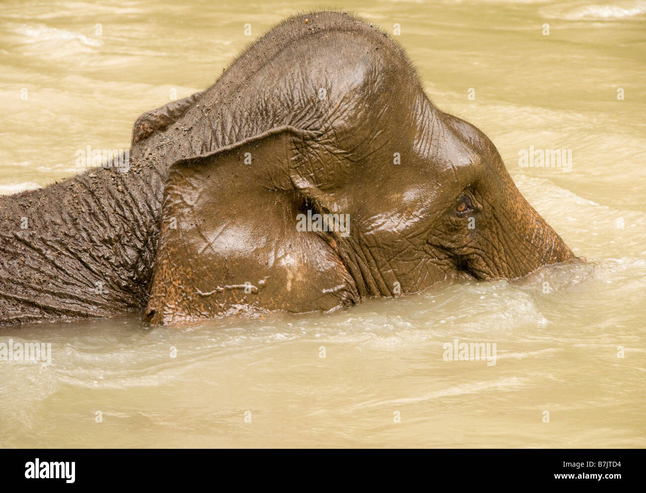 Elefante di Sumatra un bagno in un fiume Foto Stock