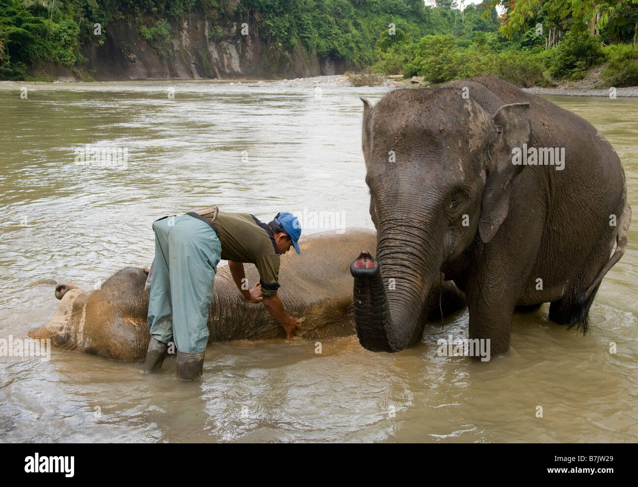Lavaggio Mahout il suo elefante in Tangkahan, Sumatra Foto Stock
