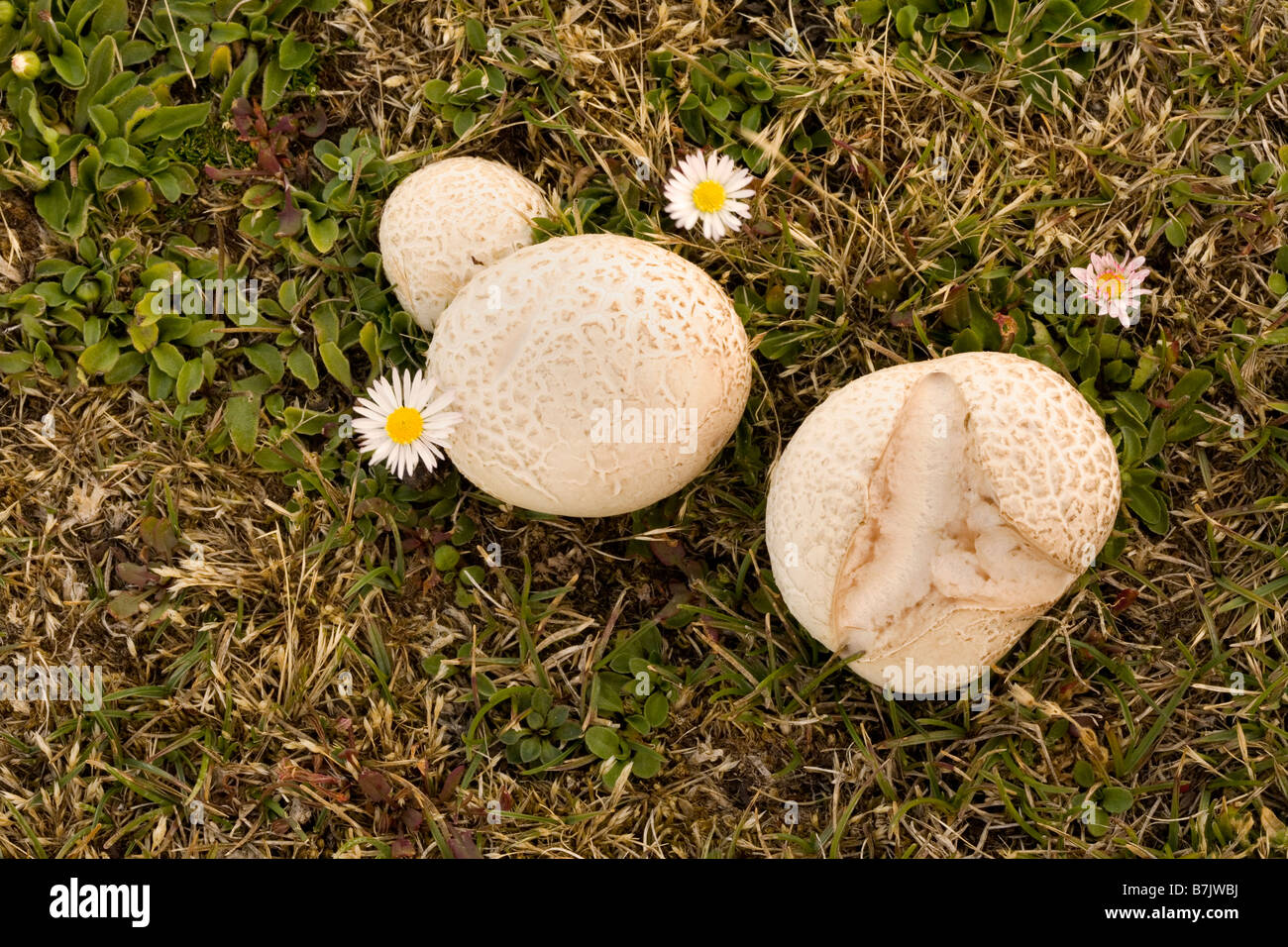 Puffball funghi (Calvatia gigantea), Isole Falkland Foto Stock