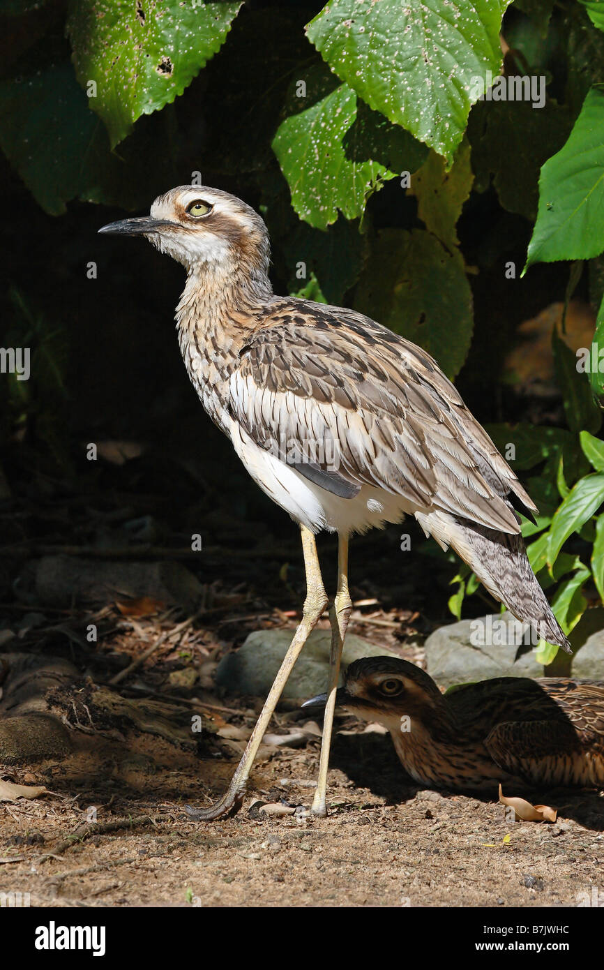 Bush Stone Curlew Burhinus grallarius Foto Stock