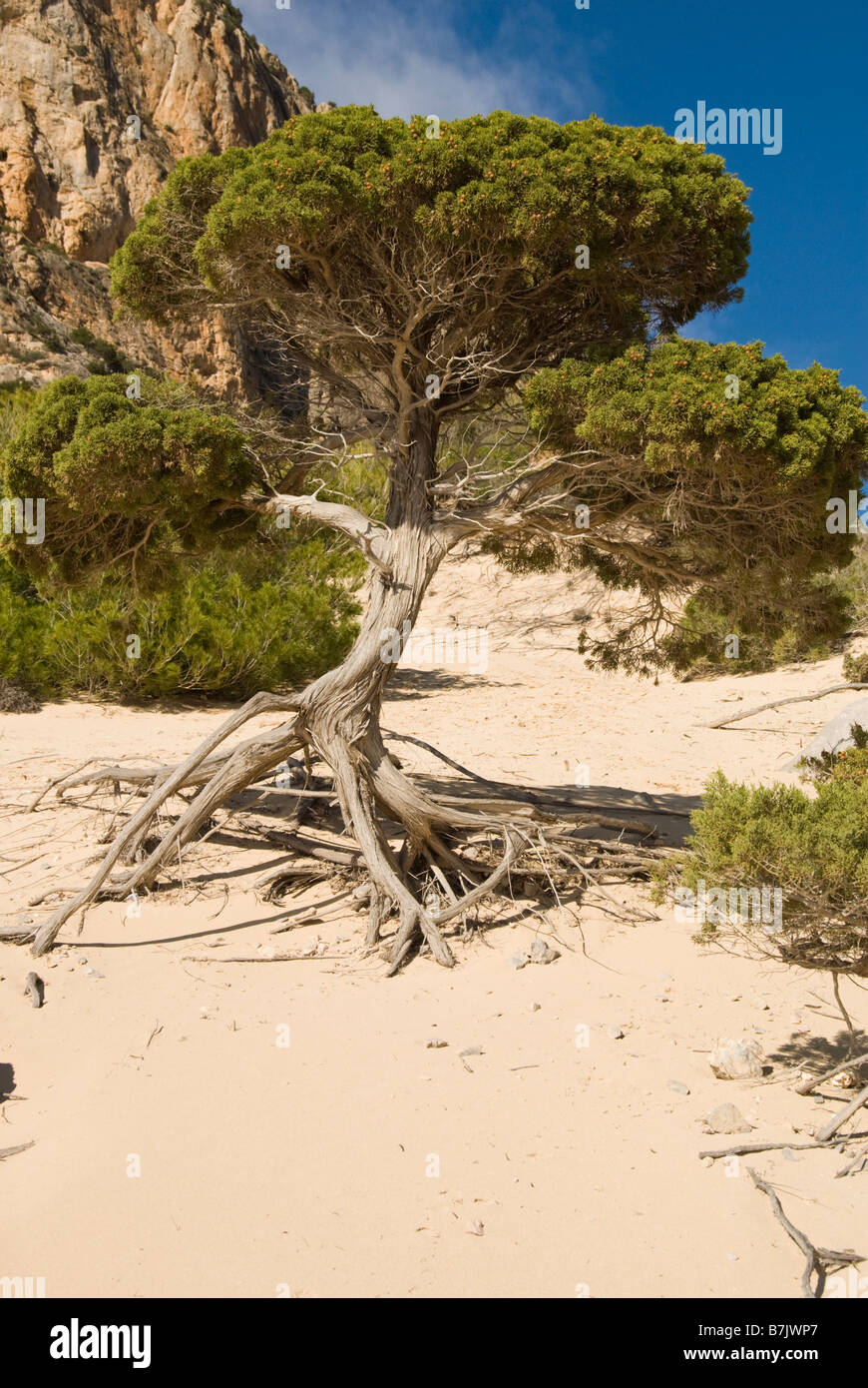 Stranamente sagomate growin ginepro della sabbia, Ibiza, Spagna Foto Stock