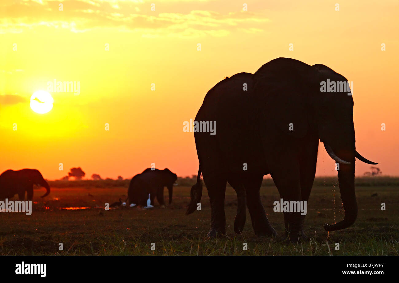 Un moody silhouette di elefanti alimentazione su una zona umida al tramonto con guardabuoi di presenze Foto Stock