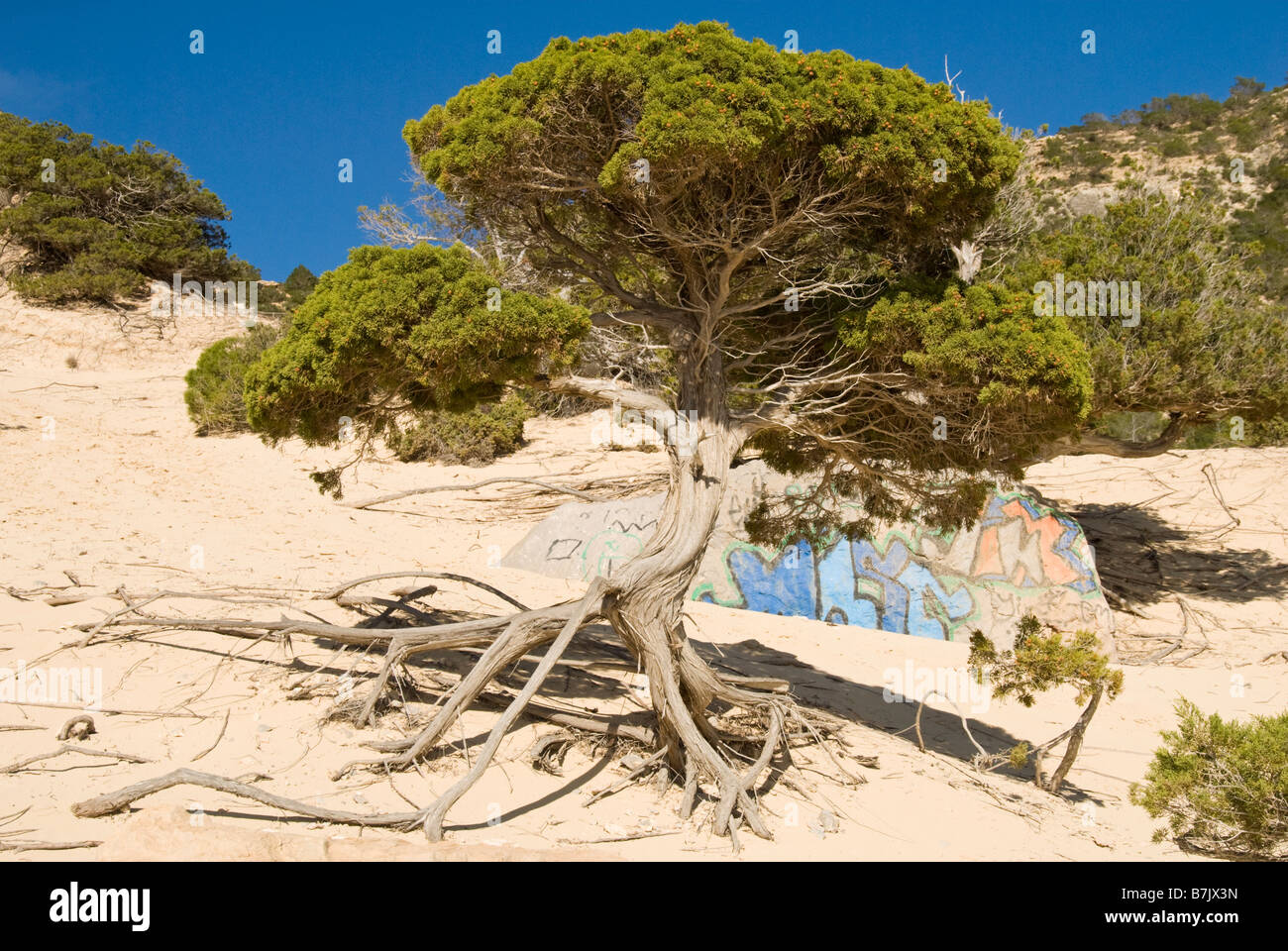 Stranamente sagomate growin ginepro della sabbia, Ibiza, Spagna Foto Stock