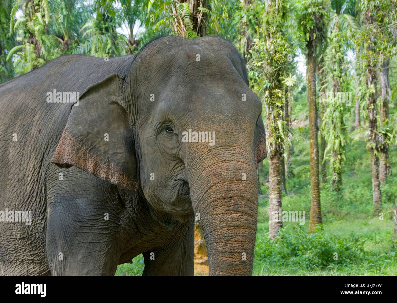 Elefante di Sumatra a Tangkahan, Sumatra, Indonesia Foto Stock