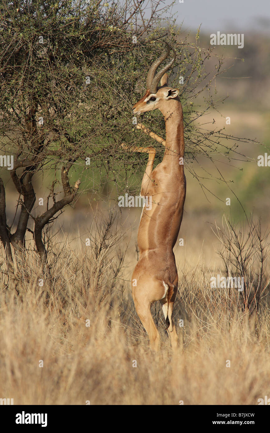 Gerenuk o waller la gazzella Foto Stock