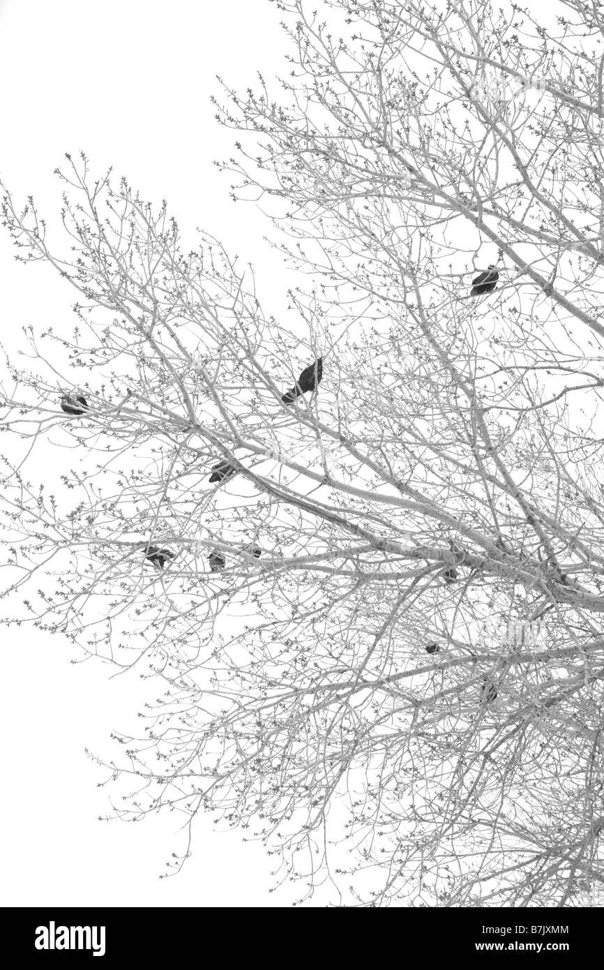 Corvi neri arroccato su elm tree in inverno tempesta di neve, corvi Foto Stock