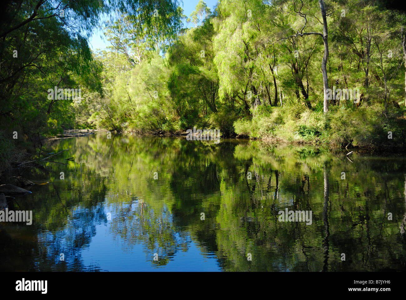 Warren fiume che scorre attraverso il Warren Parco Nazionale vicino a Pemberton Australia Occidentale Foto Stock
