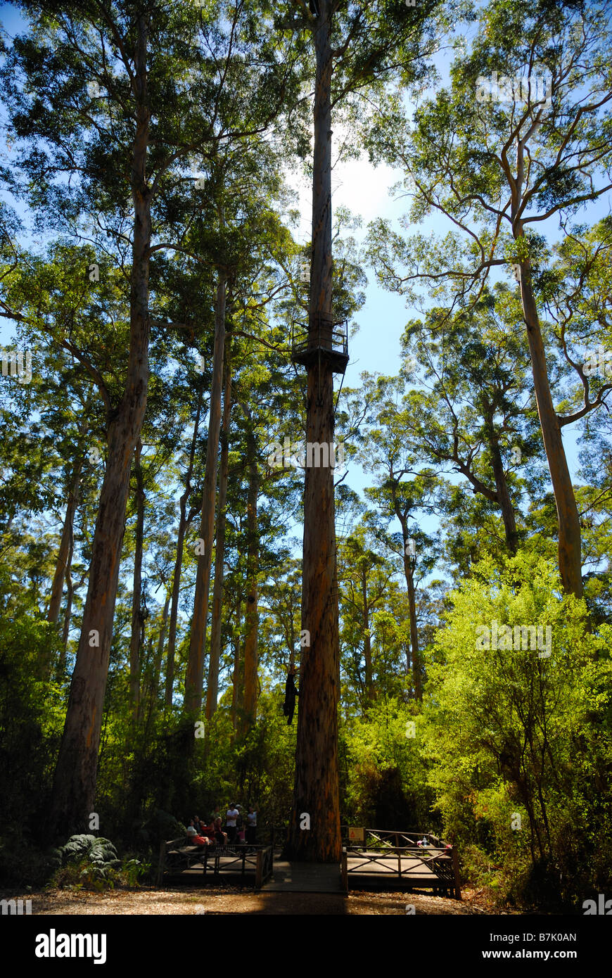 Bicentenario Tree lookout in Warren Parco Nazionale vicino a Pemberton Australia Occidentale Foto Stock