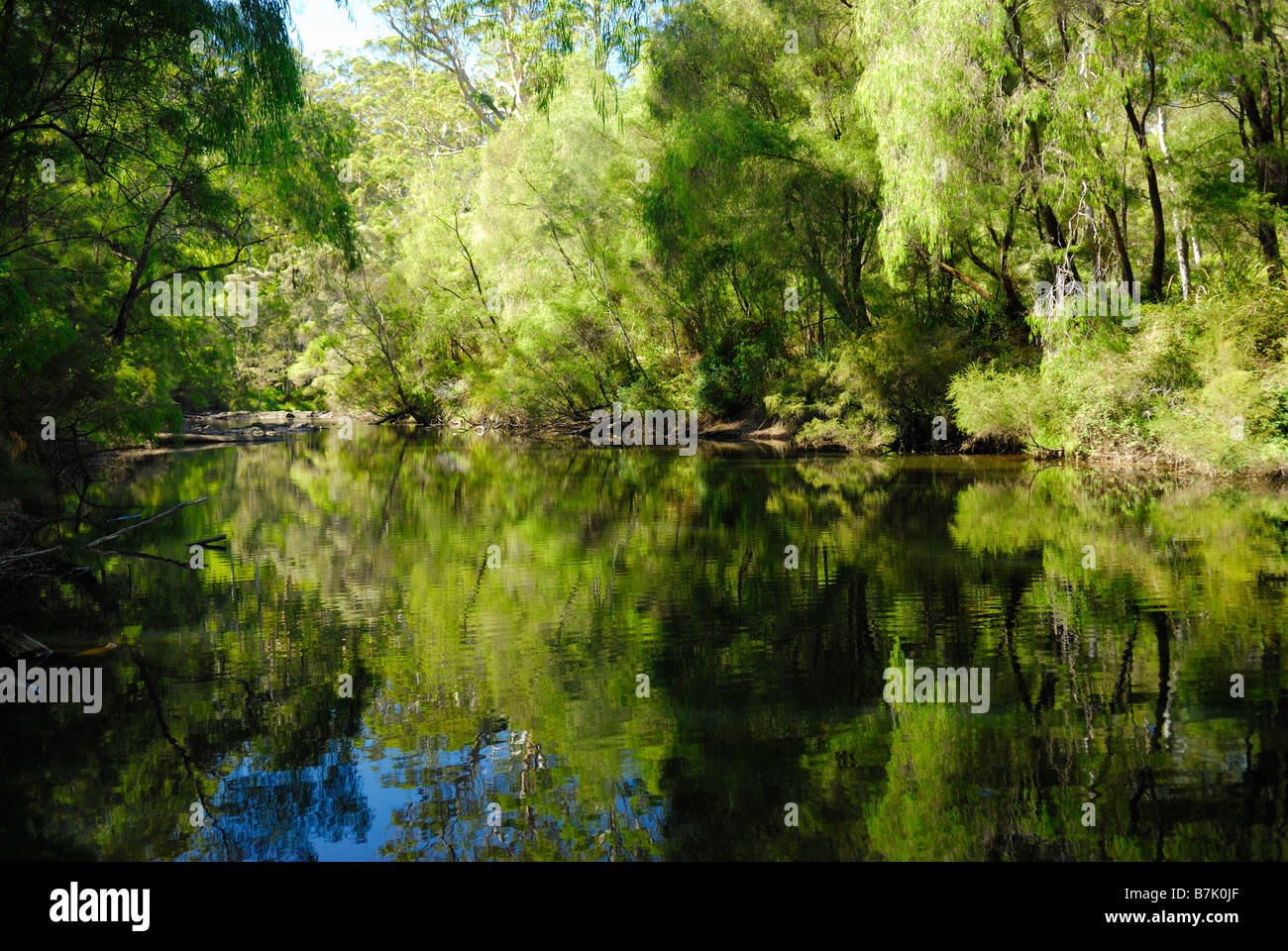 Warren fiume che scorre attraverso il Warren Parco Nazionale vicino a Pemberton Australia Occidentale Foto Stock