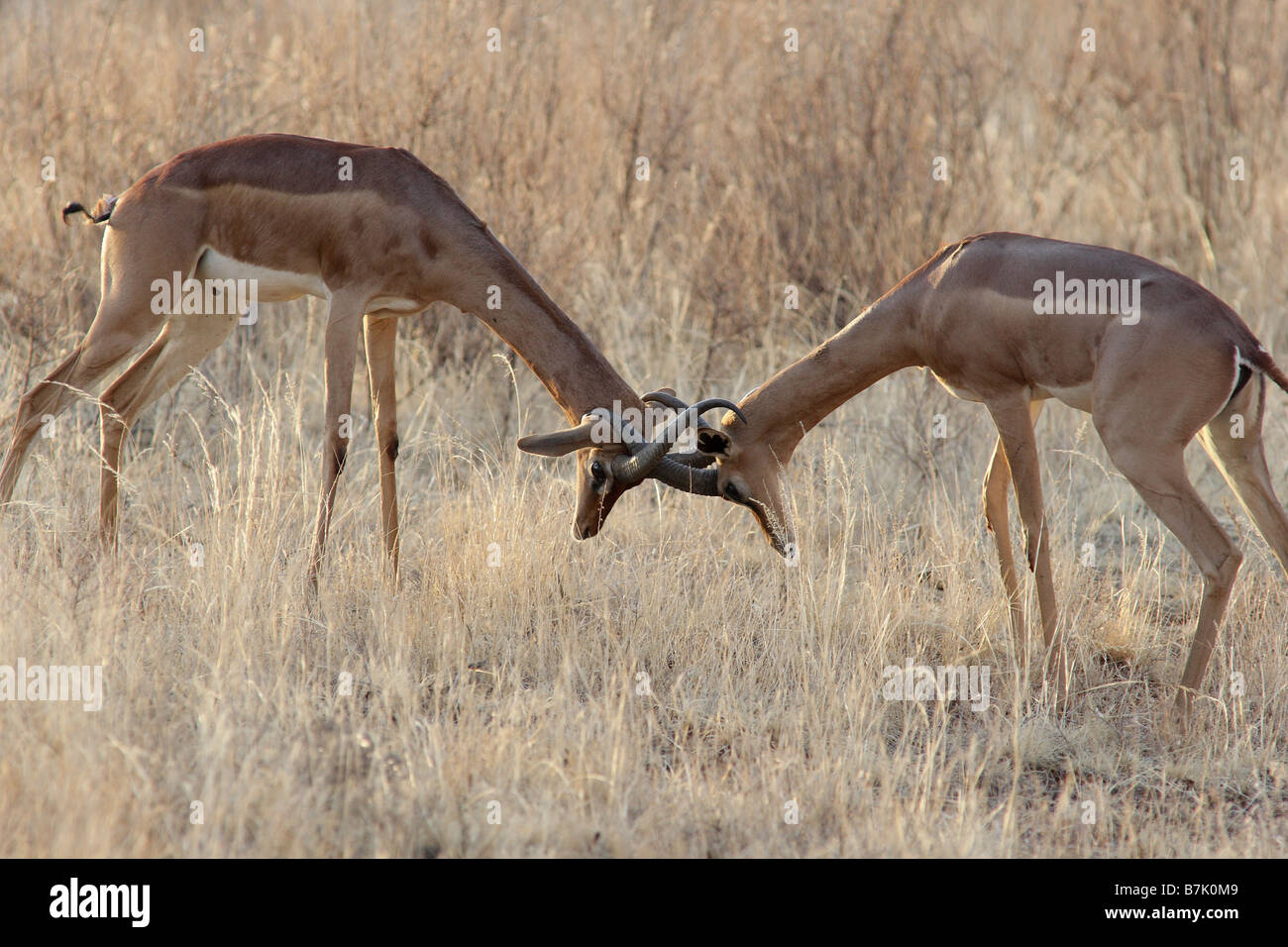 Gerenuk o waller la gazzella combattimenti Foto Stock