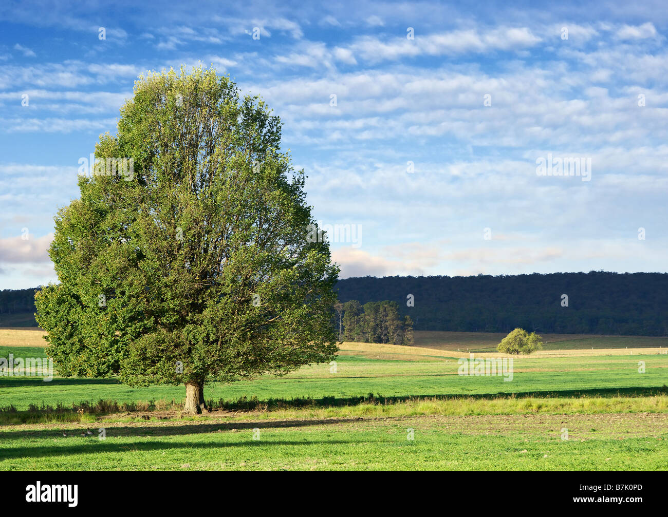 Il paesaggio di un verde unico albero cespuglioso nel campo verde Foto Stock