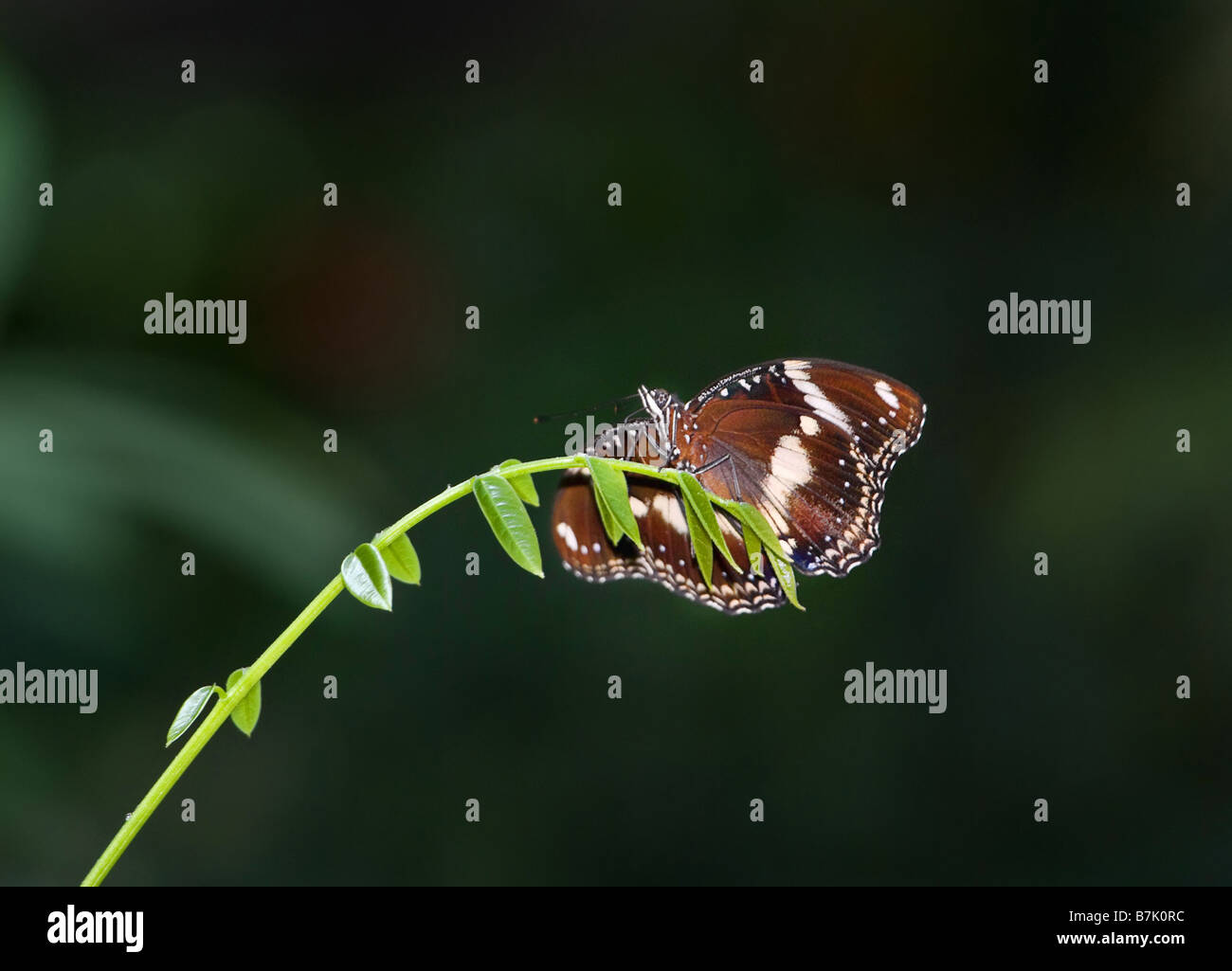 Grande immagine di una splendida farfalla sulla estremità di un ramo Foto Stock