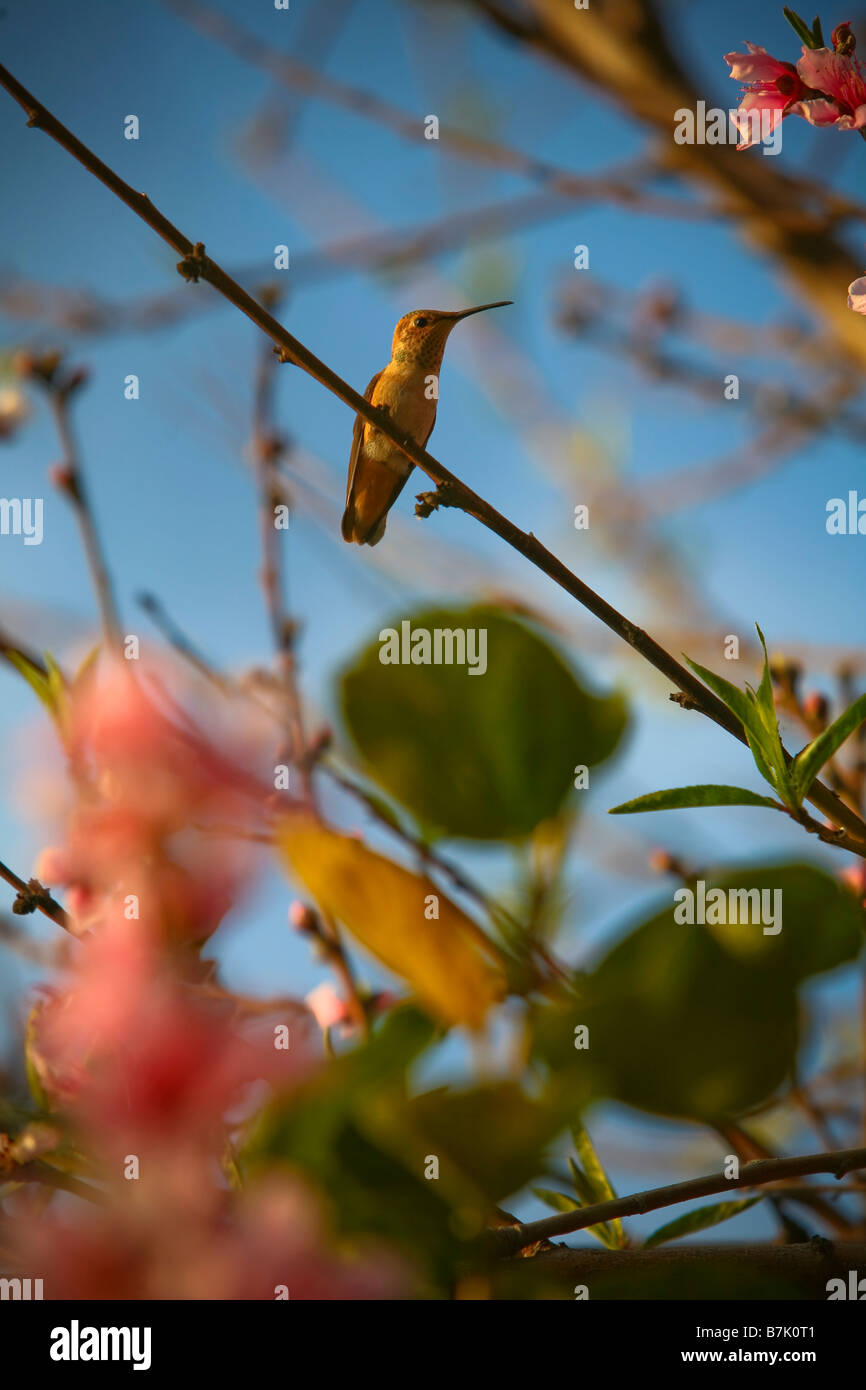 Hummingbird in peach tree Foto Stock