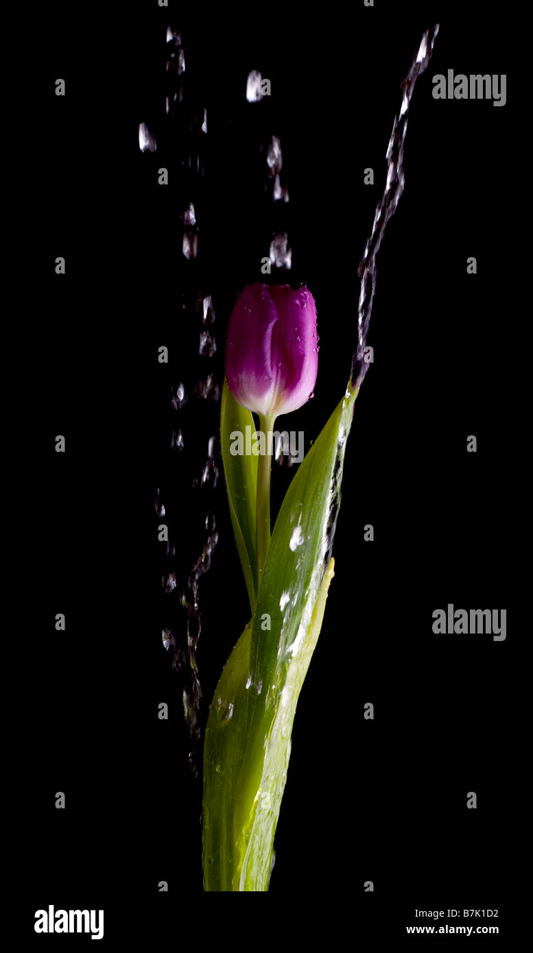 Single tulip e gocce di acqua su sfondo nero. Foto Stock