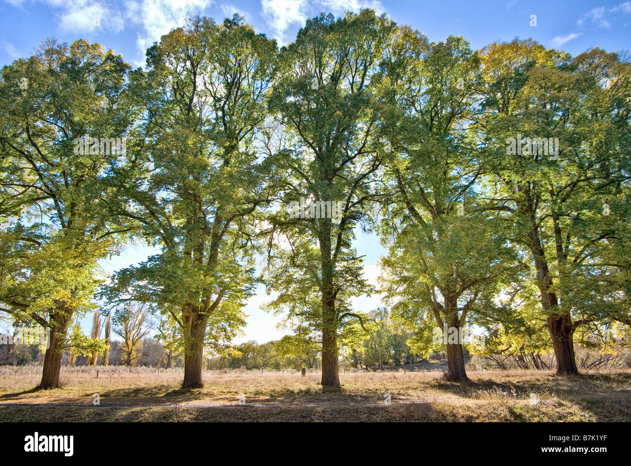 Cinque alberi di alto fusto in una fila di sunrise Foto Stock