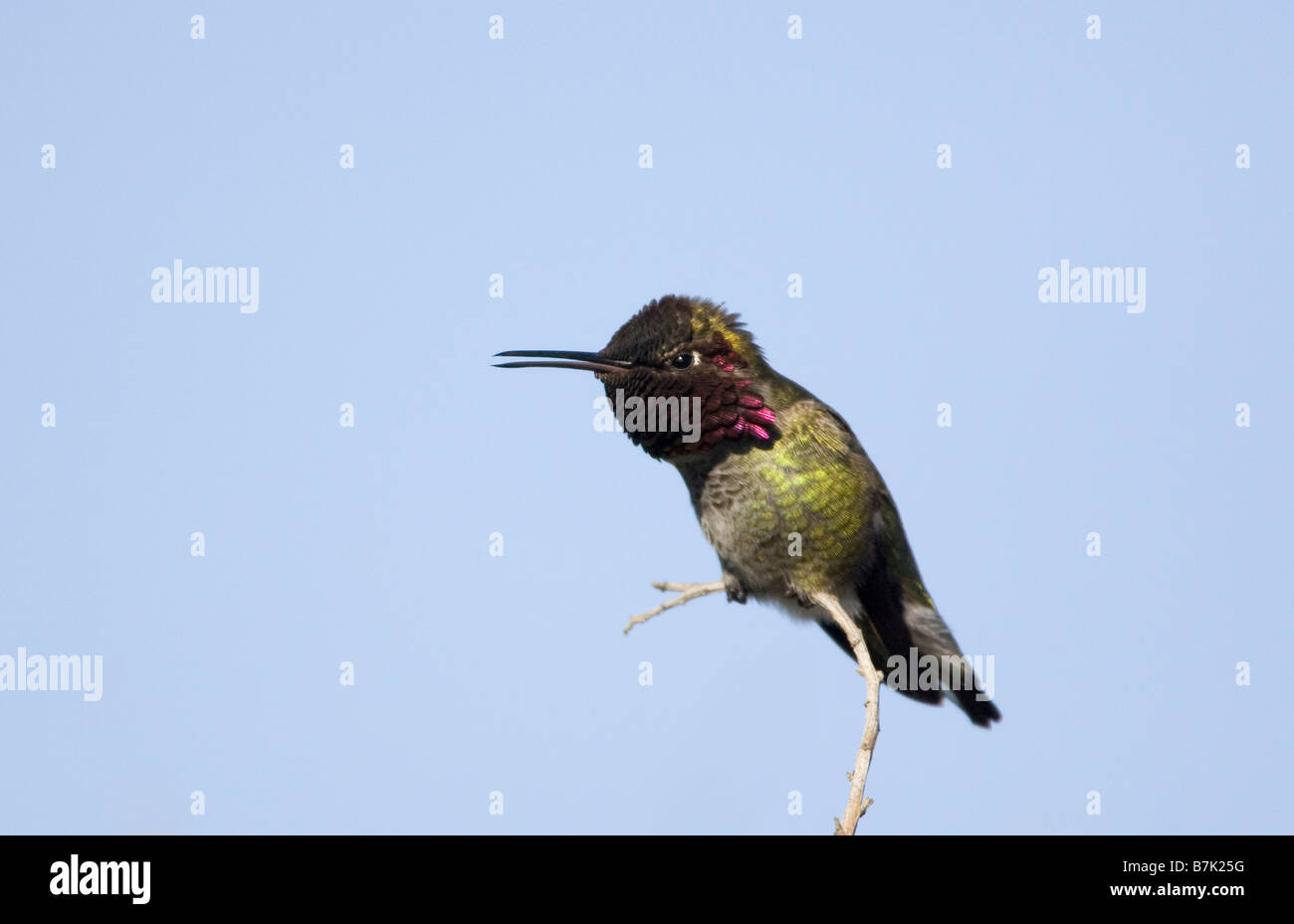 Anna's Hummingbird maschio appollaiato Beak leggermente aperto Foto Stock
