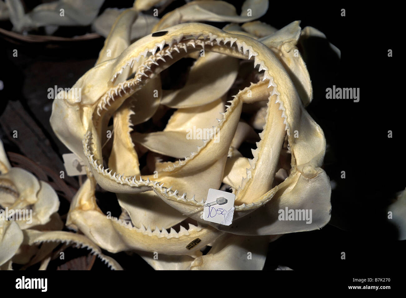 Shark ganasce per la vendita in un negozio di curiosita' Foto Stock