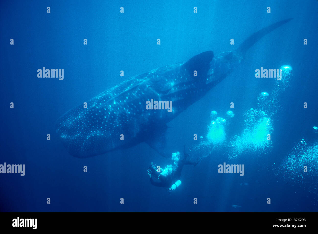 Squalo Balena Rhincodon typus mare di Cortez Messico Foto Stock