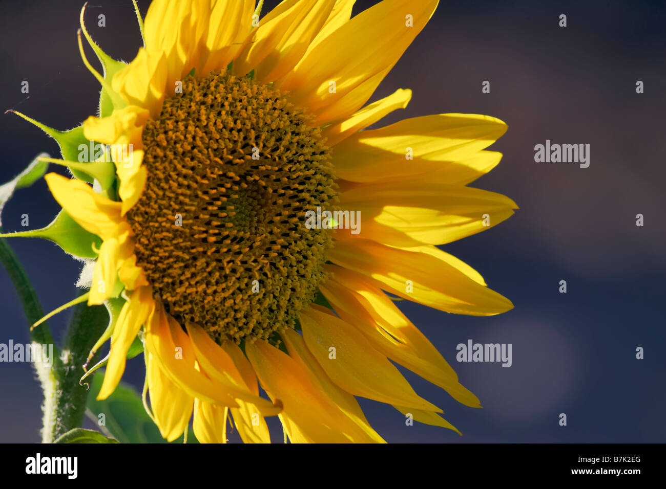Girasole sun flower Helianthus annuus petali gialli Foto Stock