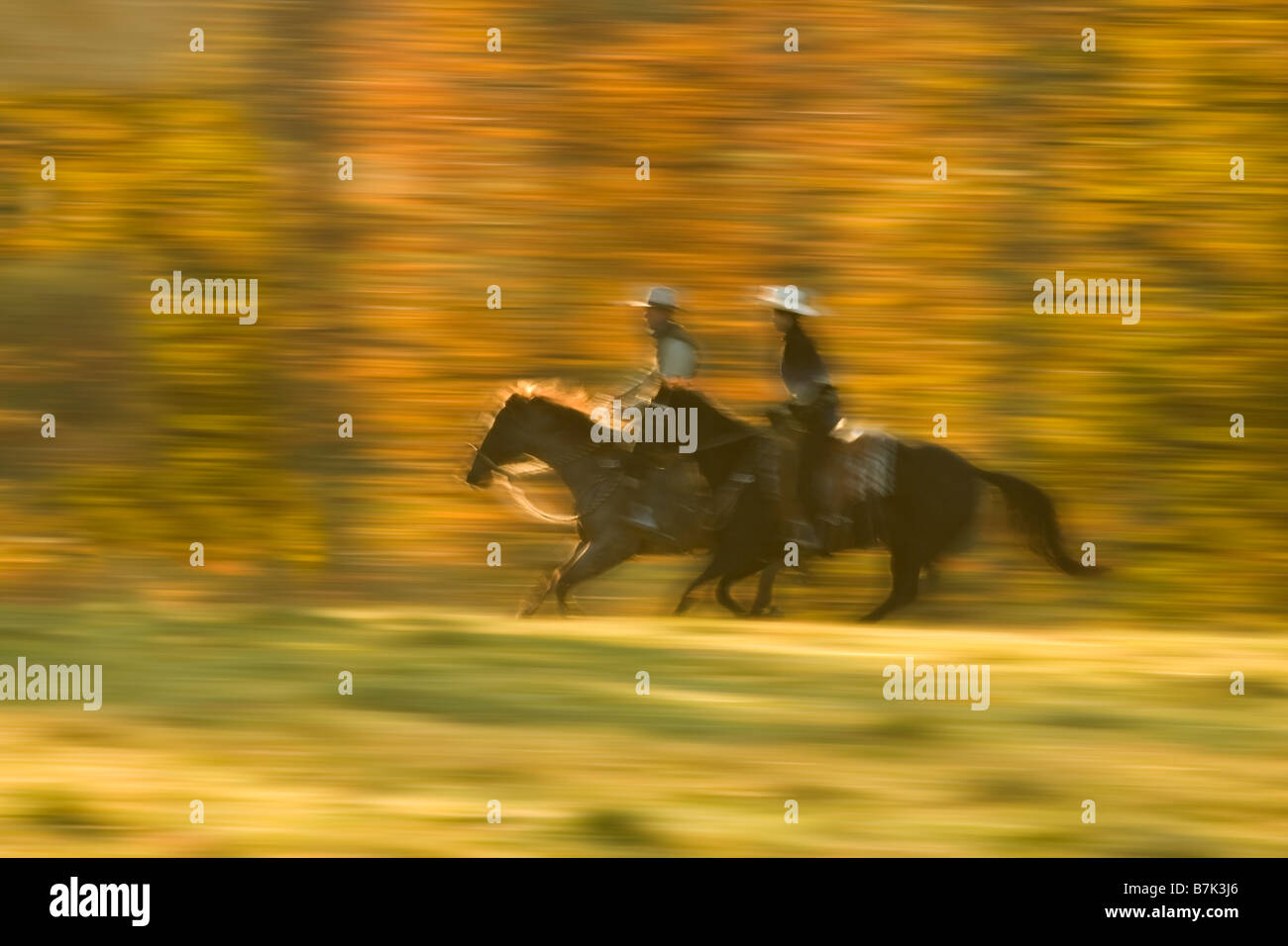 Marito e moglie a cavallo galoppano su quarti di cavalli attraverso il ranch in colori autunnali Foto Stock