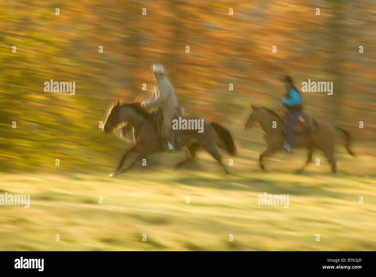 Due uomini a cavallo che galoppano su cavalli quarti attraverso pascoli ranch in colori autunnali Foto Stock